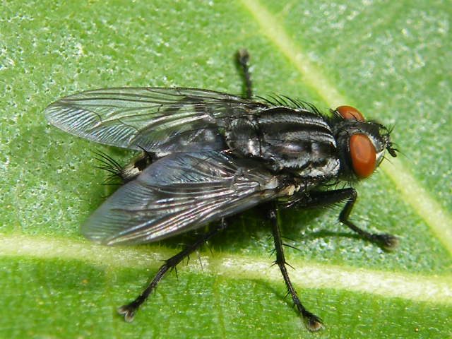 Sarchophaga sp. (Sarcophagidae)